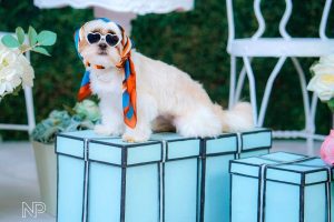 The Basics of Concept Studio for Photography